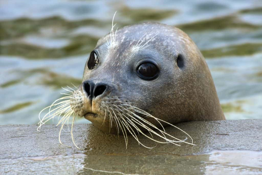 The Harbor Seal Returns