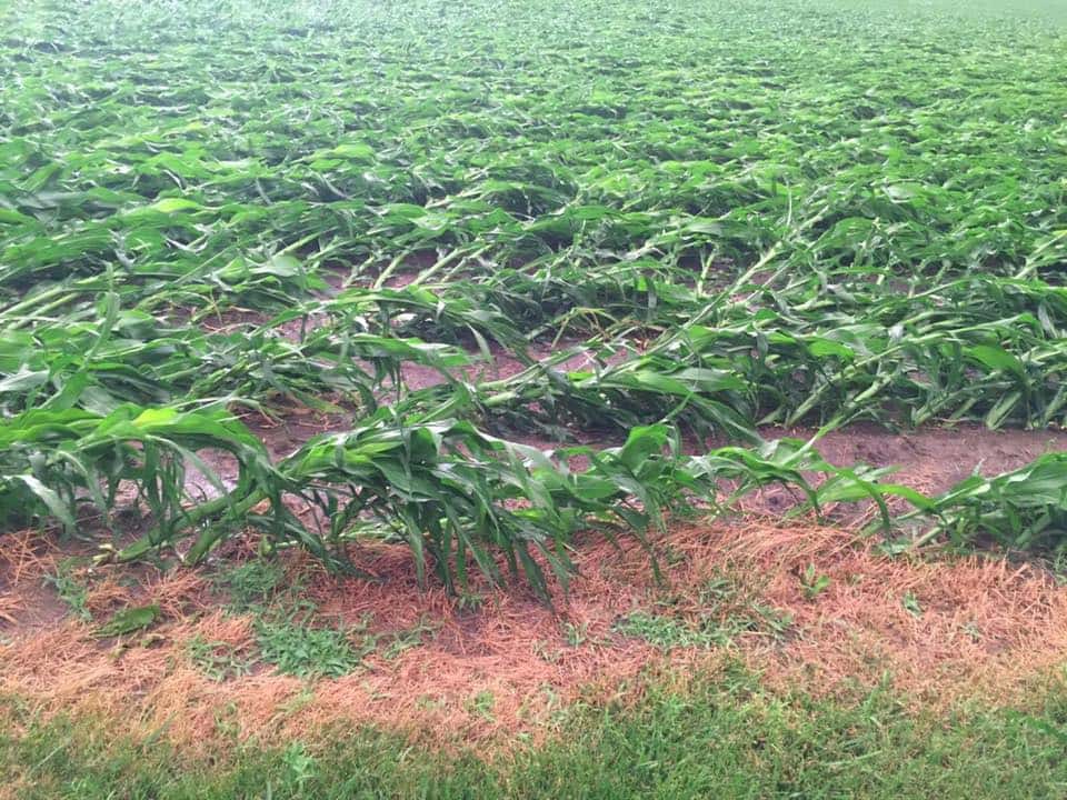 flat corn hail damage wind crop insurance