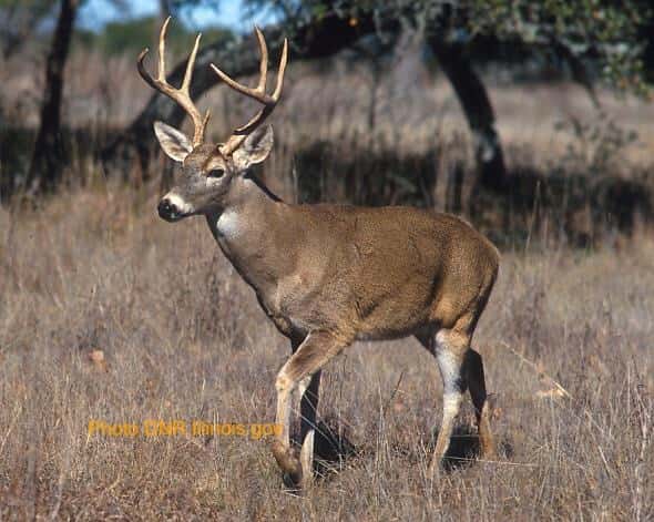 White Tail Deer Buck Doe Hunting Shotgun bow DNRILLINOIS.GOV Photo