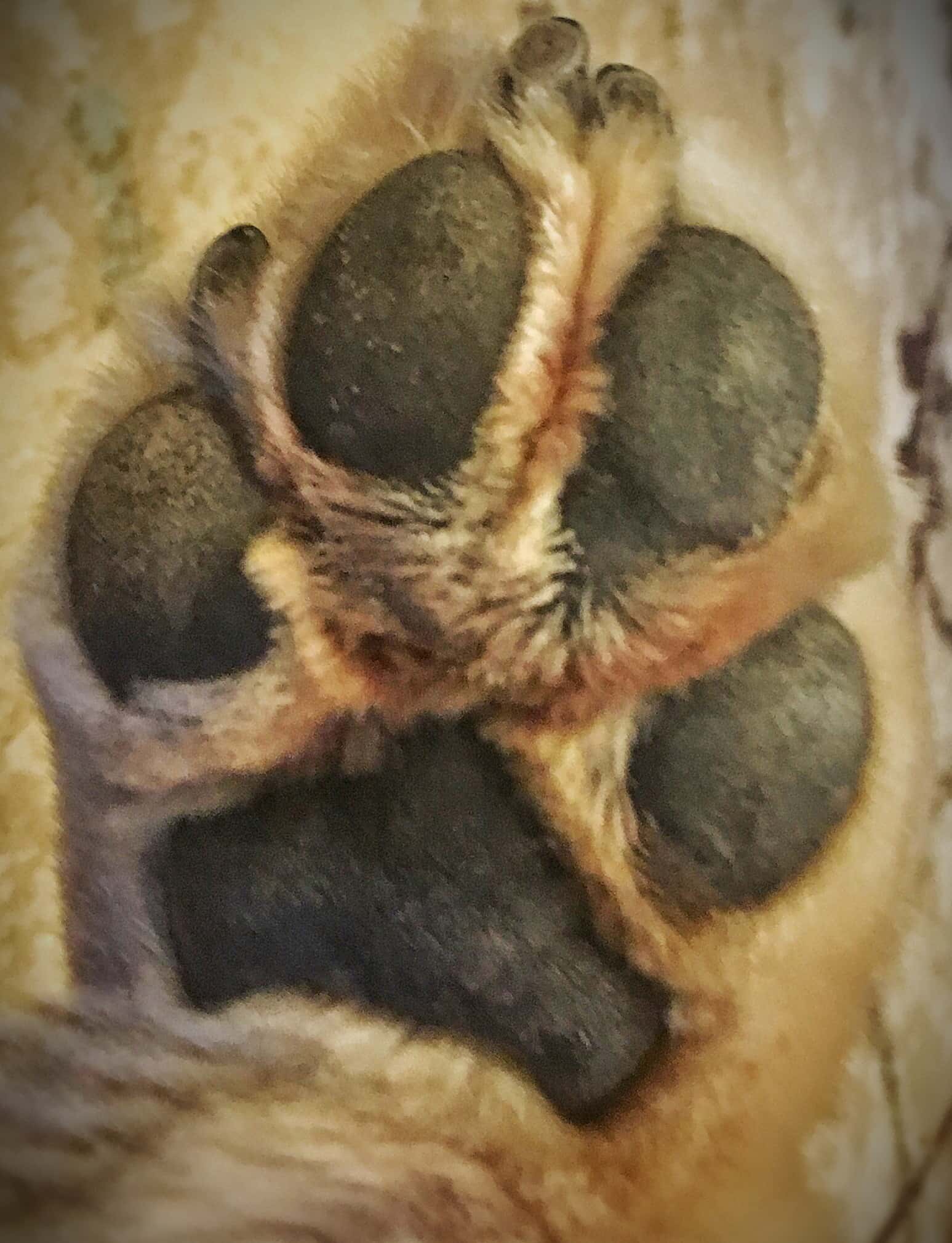Paw Print Dog Puppy Pups Doggy Whose a Good Boy Yes You Are