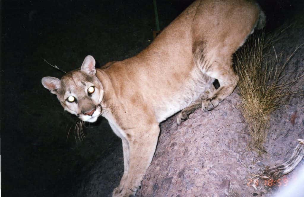 Mountain Lion struck and killed on I88 in DeKalb County WGLC