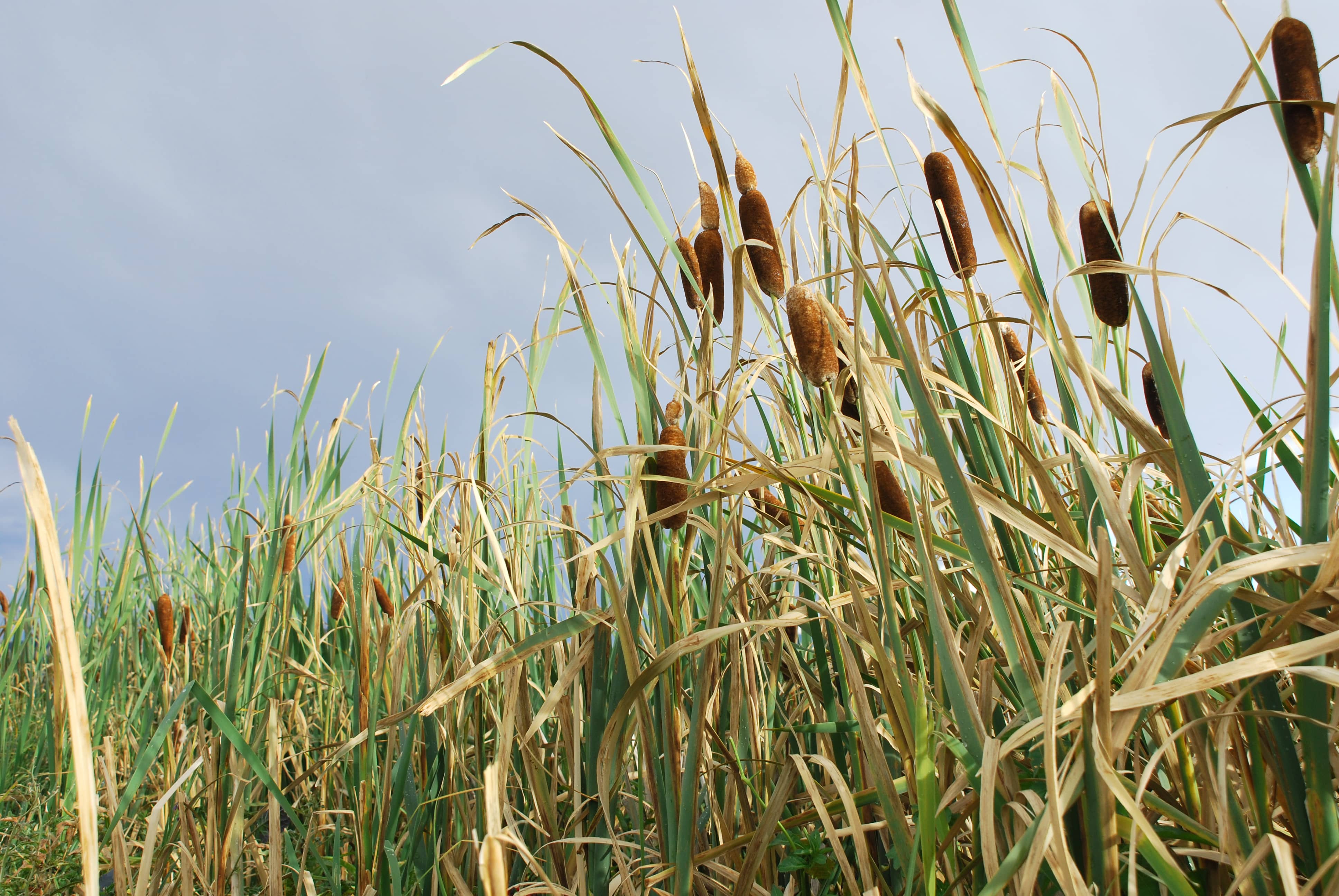 IDNR Announces Illinois Natural Areas Stewardship Grants | WALLS 102