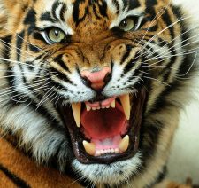 tiger-image