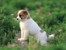 desktop-hd-images-cute-puppy