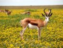 antelope-nature-flowers-meadow-52961-4