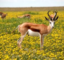 antelope-nature-flowers-meadow-52961-8