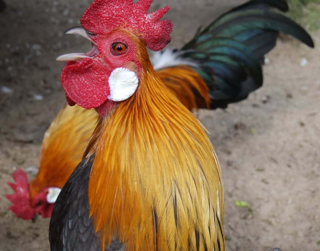 Man Killed By Cockfighting Rooster In India Wals