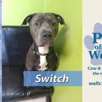 pet-of-the-week-switch