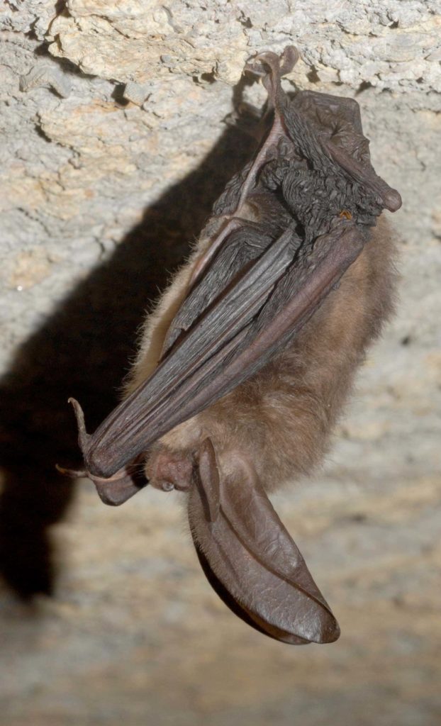 First rabid bat found this year in DeKalb County WALS