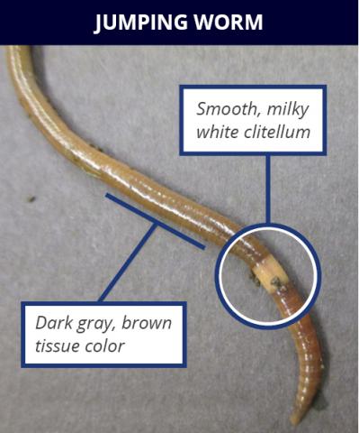 Jumping Worm latest invasive species in Illinois - Vimarsana News