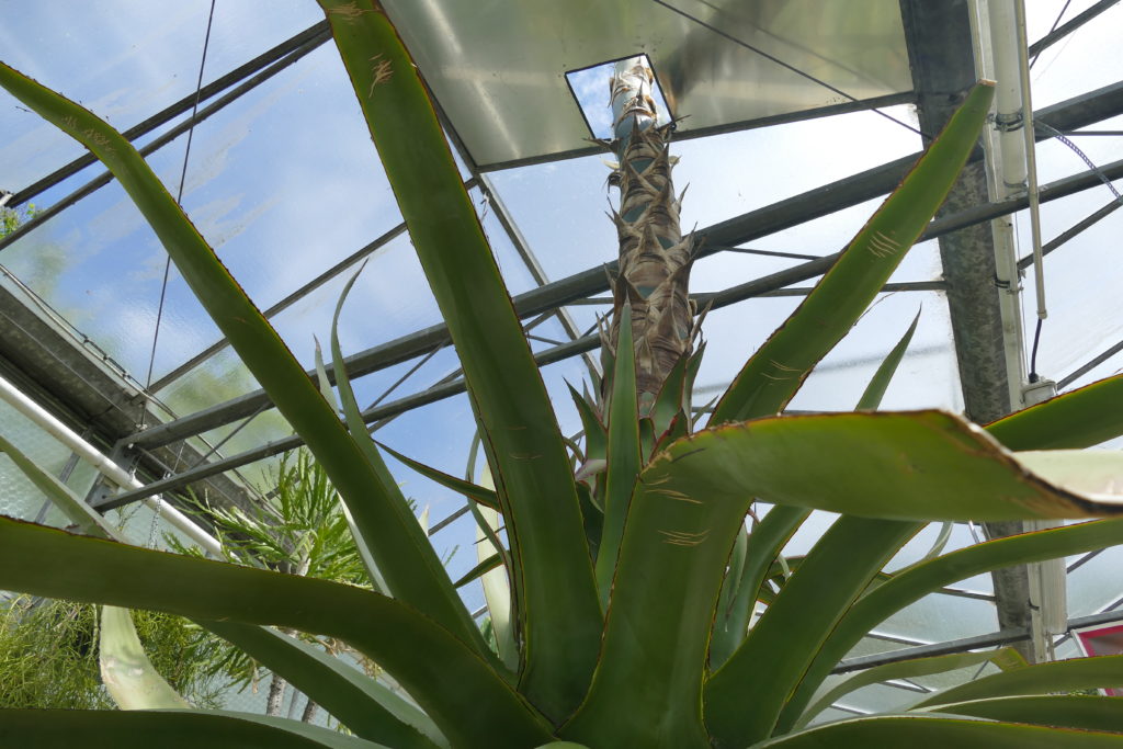 Chicago conservatory's Agave tops 15 feet, set to bloom - Vimarsana News