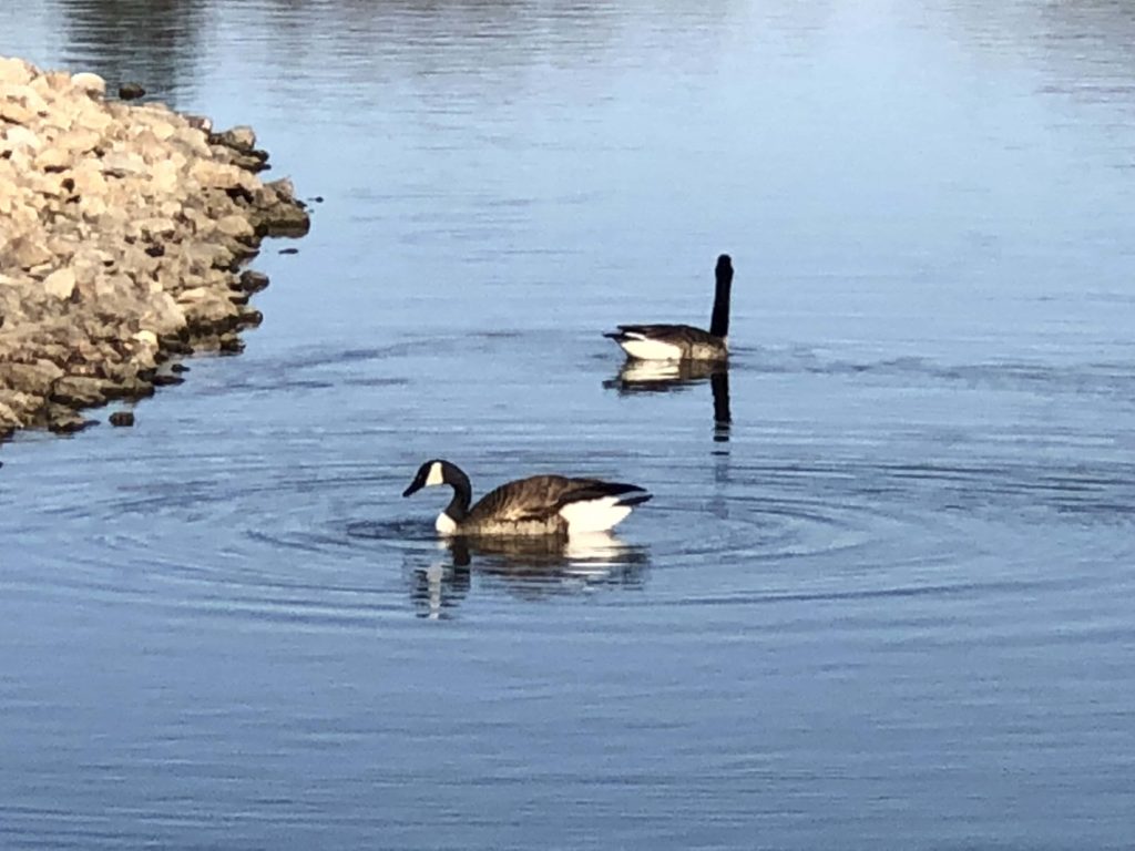 Wild geese test positive for avain flu - Vimarsana News