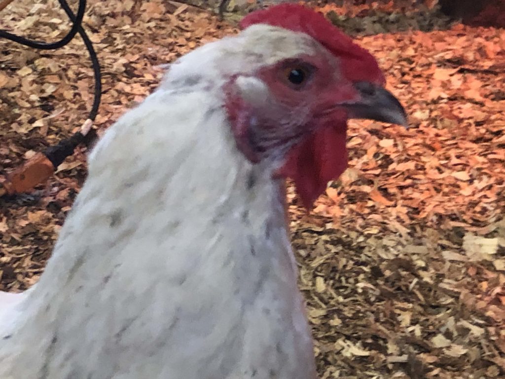 Illinois live bird exhibitions and sales canceled due to avian influenza - Vimarsana News