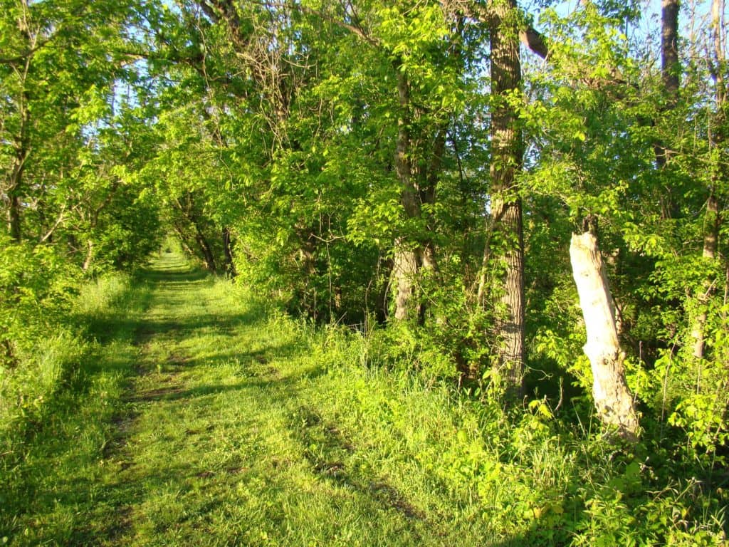BioBlitz Nature Discovery Walk coming to Ottawa - Vimarsana News