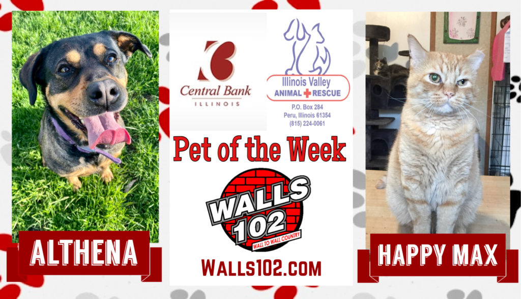 Pet of the Week: Althena and Happy Max - Vimarsana News