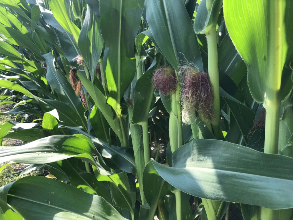 Crops mostly in good condition across Illinois - Vimarsana News