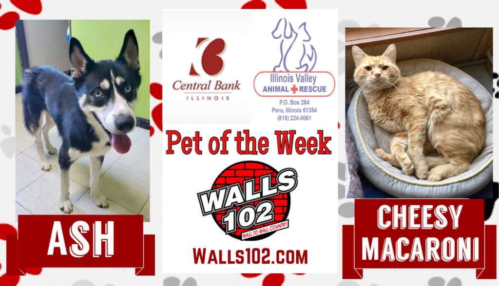 Pets of the Week: Ash & Cheesy Macaroni - Vimarsana News