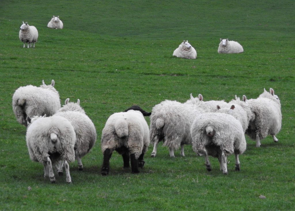 Georgia Sheepdog Casper Saves Flock From Coyotes | WALS