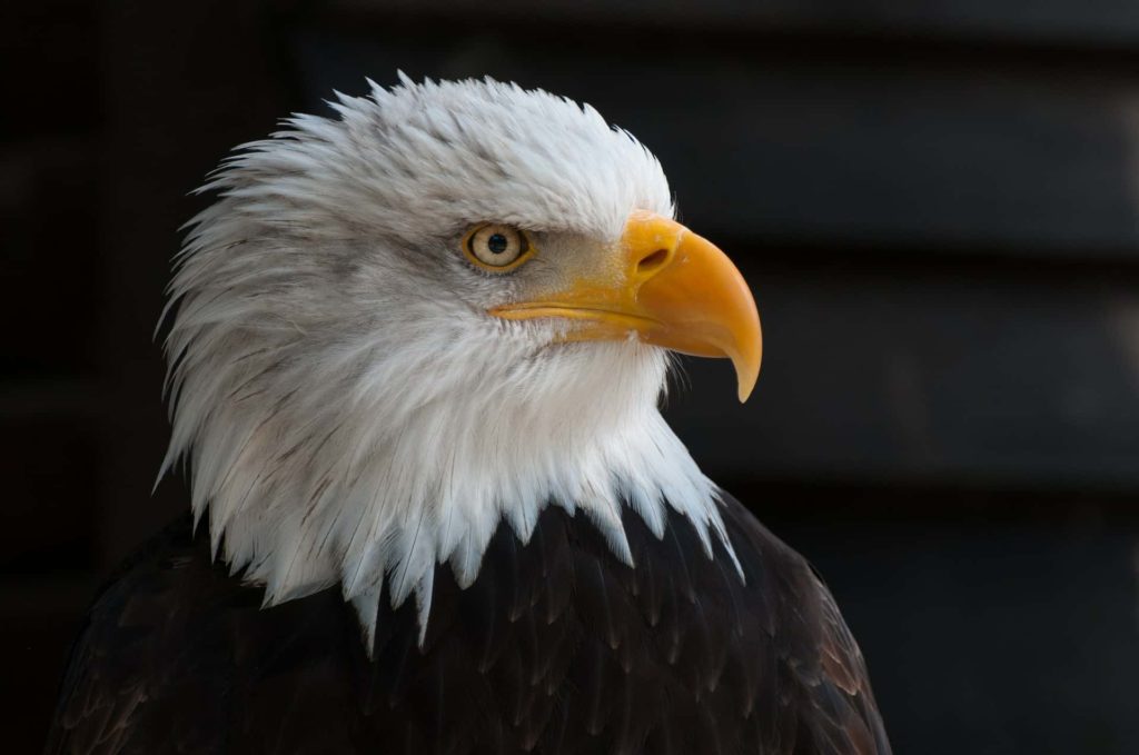 3 bald eagles die, 10 sick after eating euthanized animals - Vimarsana News