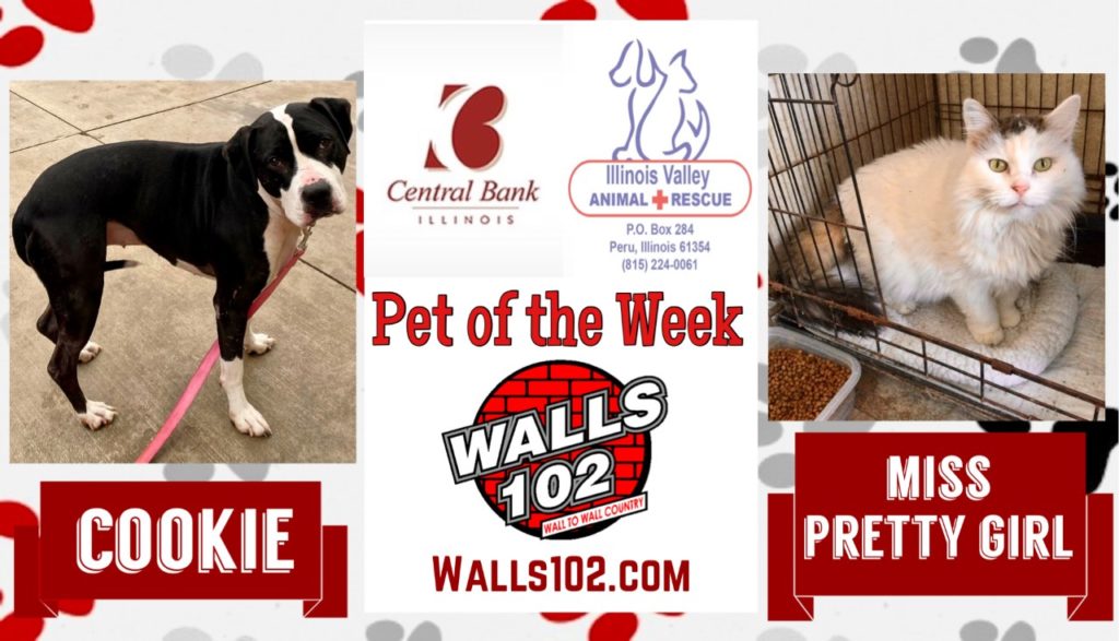 Central Bank IL Pets of the Week: Cookie & Miss Pretty Girl - Vimarsana News