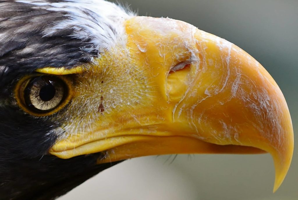 Apollo the eagle soars to new accomplishments at the Illinois Raptor Center - Vimarsana News