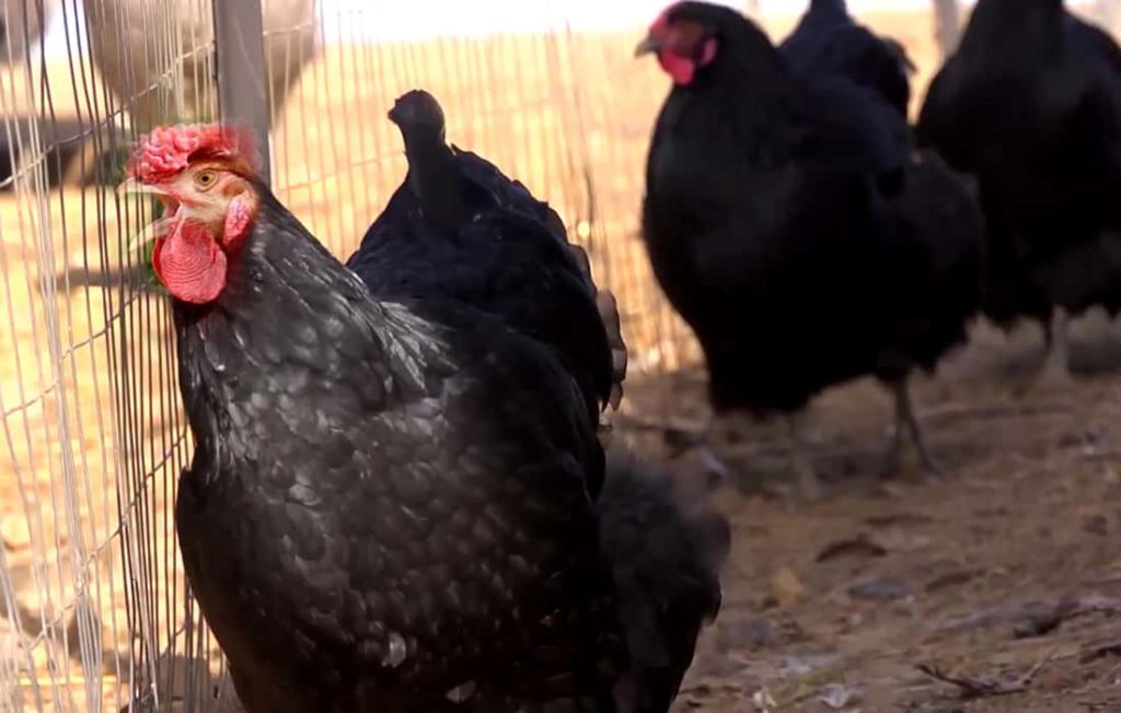 Illinois Department of Agriculture announces the return of poultry shows for 2023 - Vimarsana News