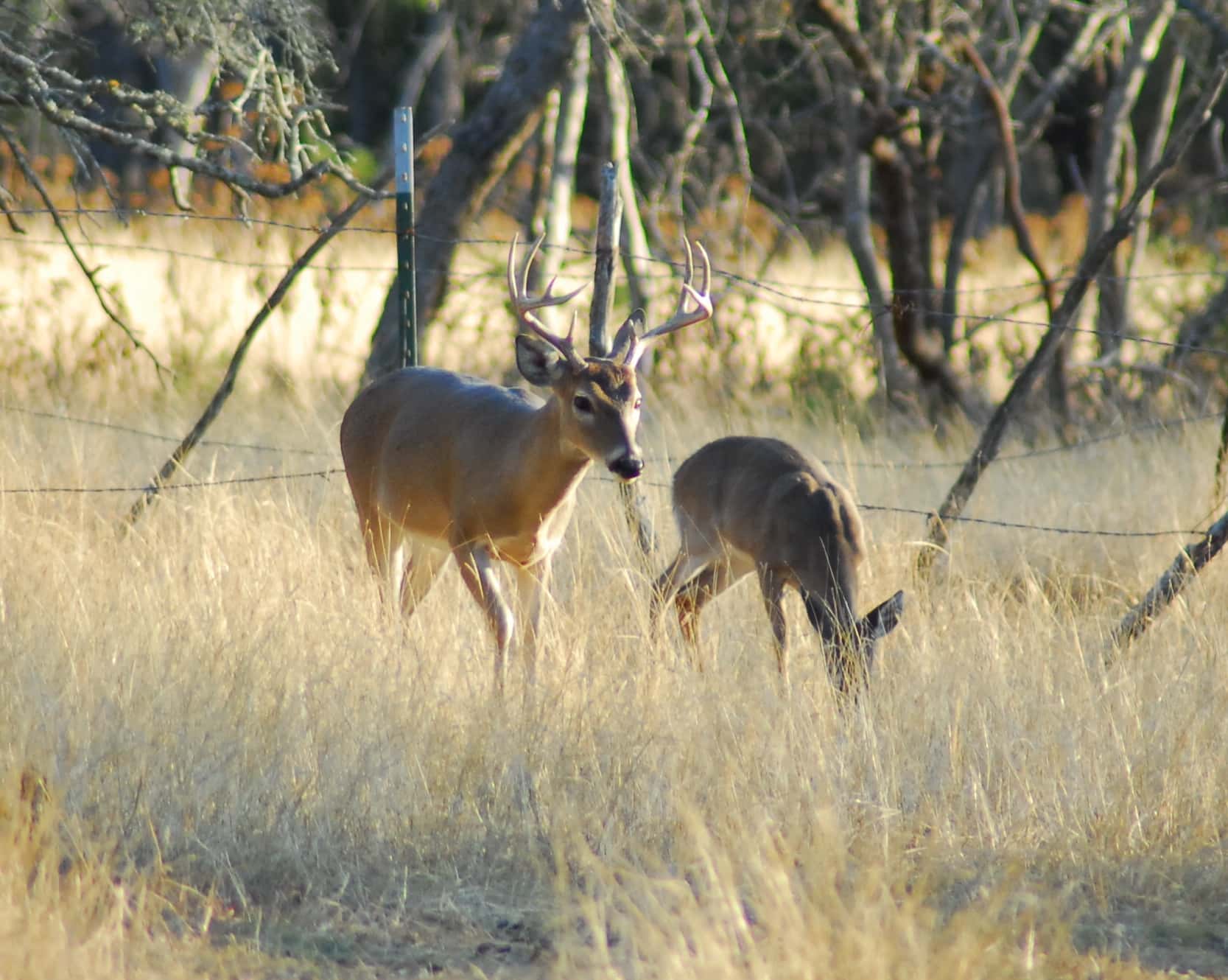 dnr-illinois-hunters-bagged-75k-deer-during-7-day-fall-hunt-101-5-cil-fm