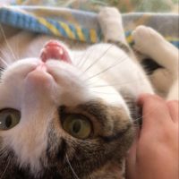 chels's cat