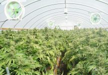 marijuana-farm-jpg-4
