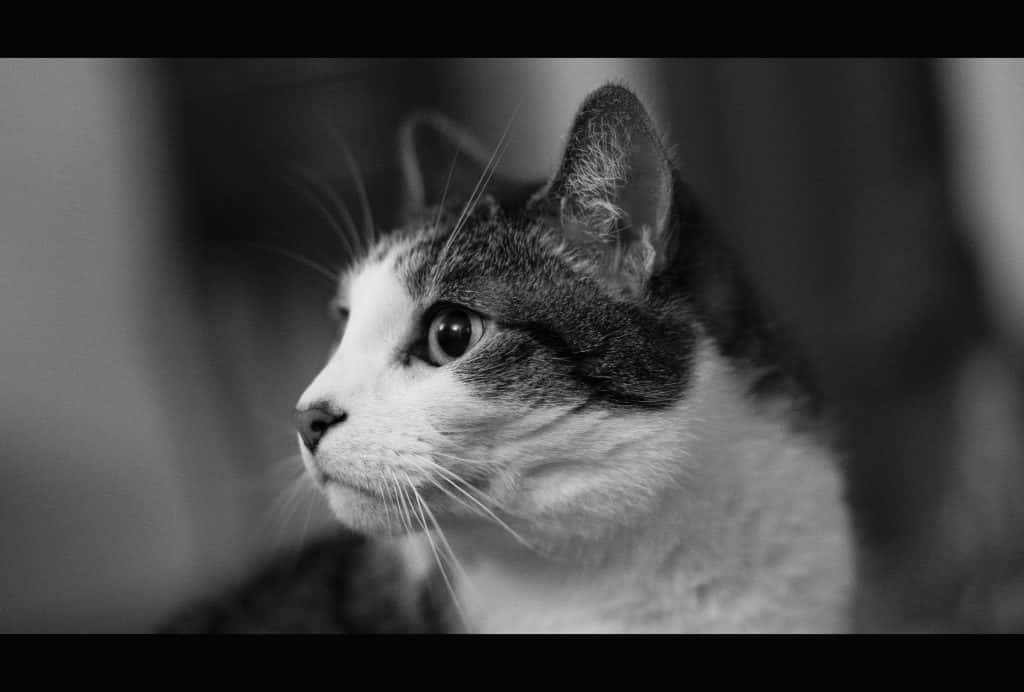 Lasalle Council Calls Out Feral Cat Feederswyys Wyys
