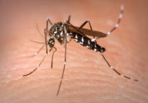 mosquito-jpg-51