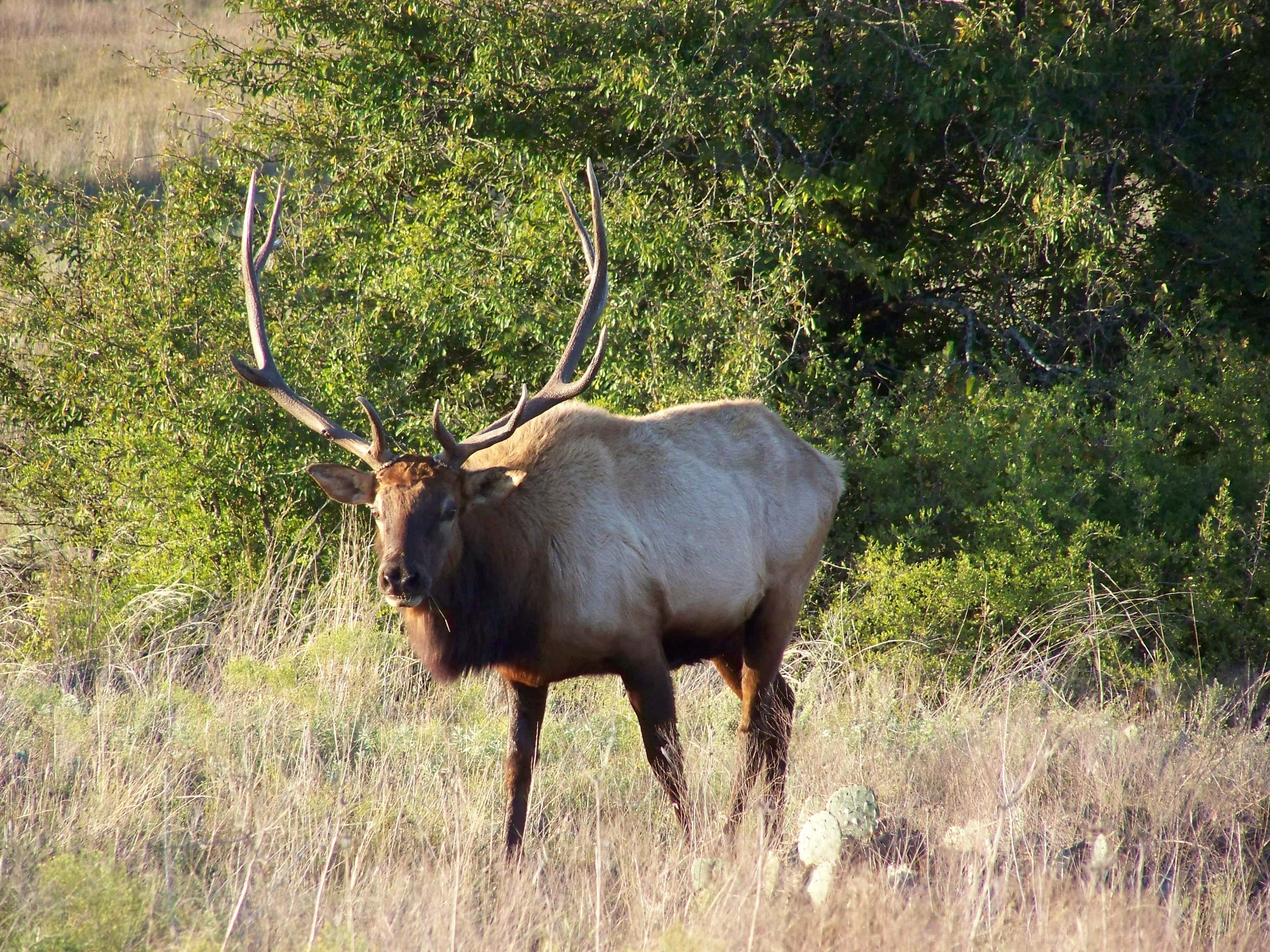 iowa-dnr-forced-to-put-down-stray-elk-in-eastern-iowa