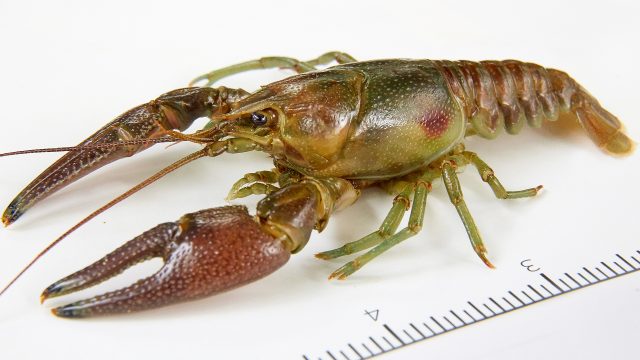 Iowa DNR Restricting Crayfish Harvesting At Storm Lake