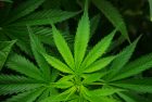 cannabis-sativa-leaf-jpg