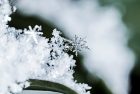 close-up-cold-frost-156205-jpg