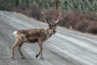caribou_on_road-jpg-3