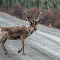 caribou_on_road-jpg-3
