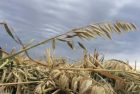 barley-photo-jpg