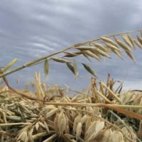 barley-photo-jpg