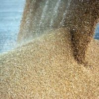 us-hike-in-grain-entrapment-incidents-last-year_wrbm_large-jpg