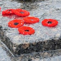poppy-2