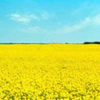 canola_sc5_l-jpg-2