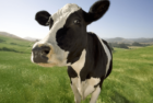 cow1-png