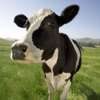 cow1-png
