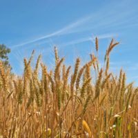 ee-wheat2-jpg