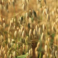 oats-jpg