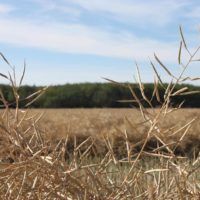 wheat-jpg