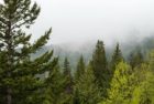 trees-jpg-2