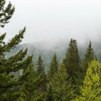 trees-jpg-2
