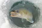 fish2-0-jpg